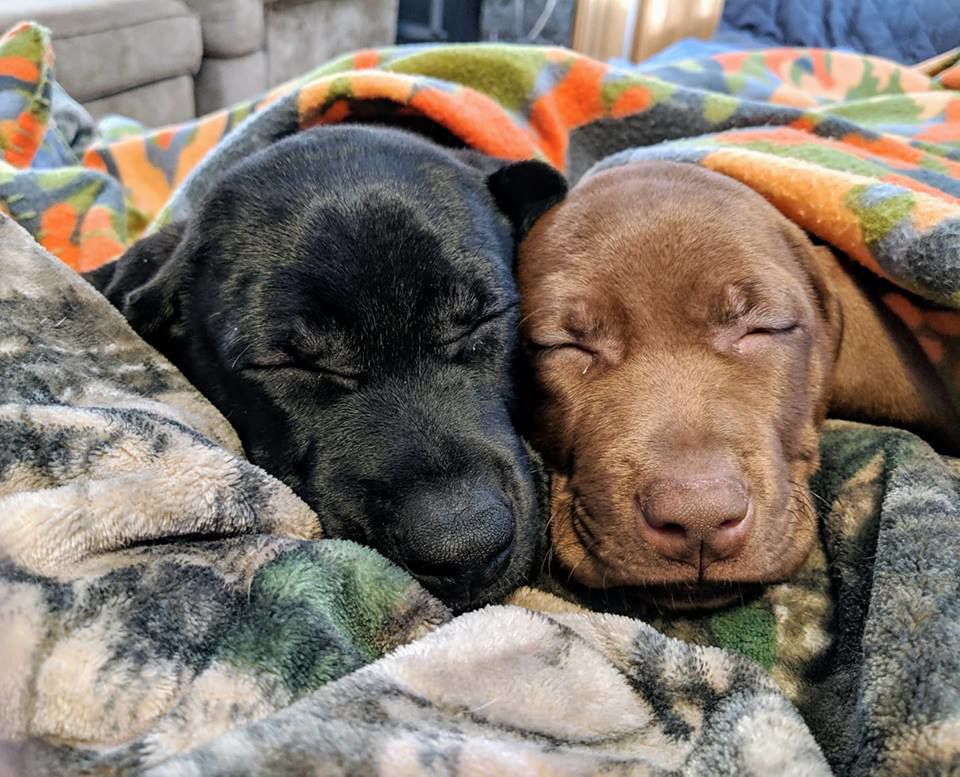 Napping buddies!